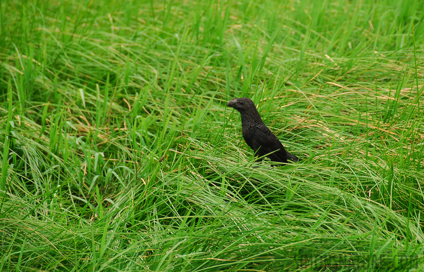 Crotophaga ani [200 mm, 1/125 Sek. bei f / 5.6, ISO 100]